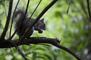 Squirrel Eating Pecan