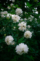 Beautiful white rose hanging in a lush green leaf vines.