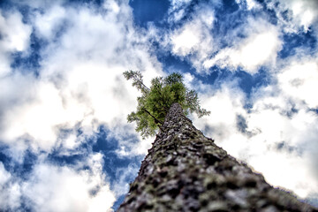 Fototapeta premium tree and sky