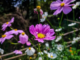 Cosmos is a genus, with the same common name of cosmos, consisting of flowering plants in the sunflower family.