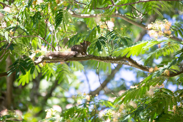 Squirrel Scratching in a Mimosa Tree