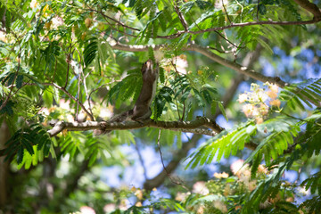 Squirrel in a Mimosa Tree