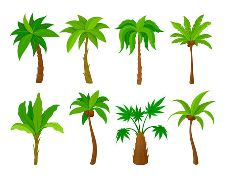 Set palm tree vector flat illustration cartoon tropical plants natural coconut wood