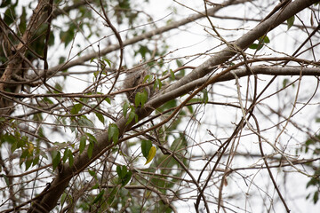 Squirrel Facing Away
