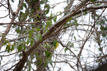 Squirrel Searching for Food