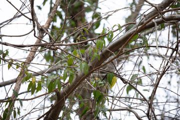 Squirrel Searching for Food