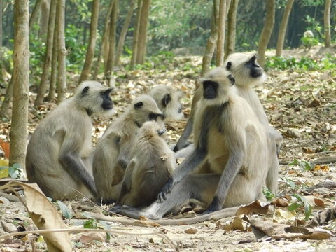 Gray langur close up , indian monkey, black face monkey, face close up