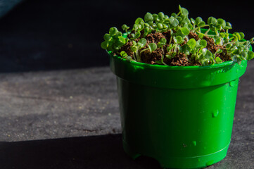 Sprouted seeds in a pot on a dark background.