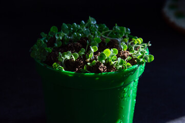 Sprouted seeds in a pot on a dark background.