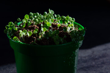 Sprouted seeds in a pot on a dark background.
