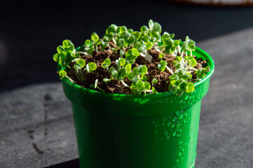 Sprouted seeds in a pot on a dark background.