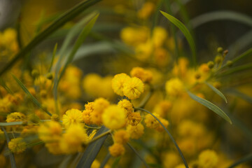 Flora of Gran Canaria - Acacia saligna, golden wreath wattle, introduced and invasive species, natural macro floral background
