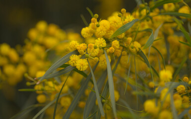 Flora of Gran Canaria - Acacia saligna, golden wreath wattle, introduced and invasive species, natural macro floral background

