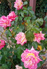 pink roses in garden