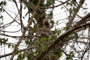 Careful Squirrel