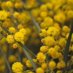 Flora of Gran Canaria - Acacia saligna, golden wreath wattle, introduced and invasive species, natural macro floral background
