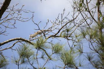 Squirrel Leaping