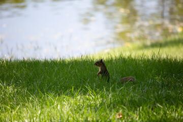 Curious Squirrel