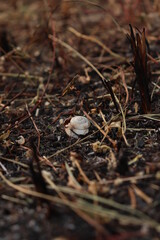 mushroom in the forest