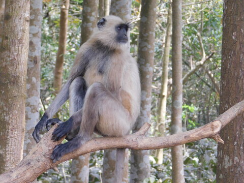 Gray langur close up , indian monkey, black face monkey, face close up
