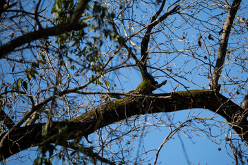 Leaping Squirrel