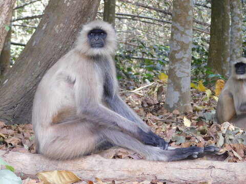 Gray langur close up , indian monkey, black face monkey, face close up
