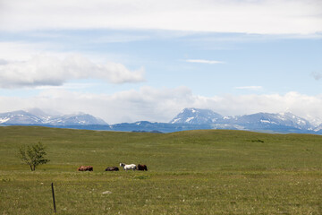 Horses in green pasture, Montana, USA