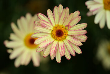Flowers of Argyranthemum, marguerite daisy endemic to the Canary Islands, pink and yellow garden...