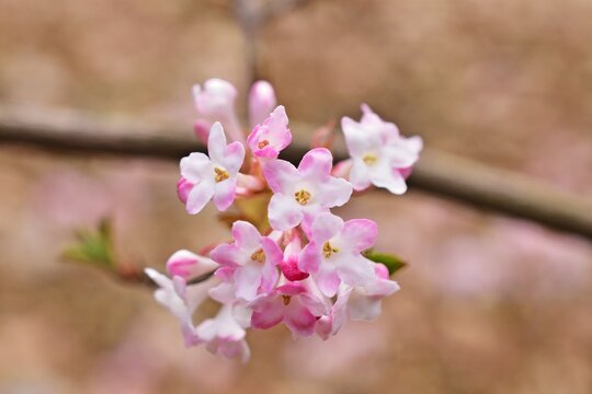 Bodnant-Schneeball (Viburnum &times;bodnantense)