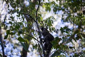 Raccoon Climbing