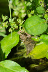 A nymph of a dragonfly after it hatched.