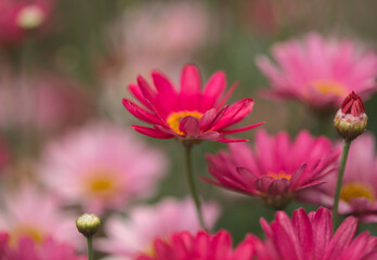 Obraz premium Flowers of Argyranthemum, marguerite daisy endemic to the Canary Islands, pink and yellow garden variety 