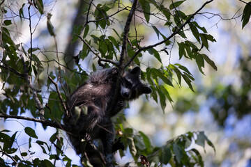 Fototapeta premium Raccoon Trying to Climb Down