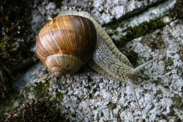 prächtige Weinbergschnecke klettert an einem Felsen herab