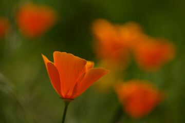 Flora of Gran Canaria -  Eschscholzia californica, the California poppy, introduced and invasive species natural macro floral background

