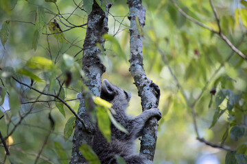 Raccoon Climbing