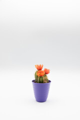 Vertical shot of small cactus plant with orange flower in a violet pot, isolated over white background with copy space.