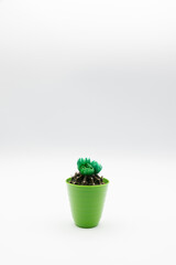 Vertical shot of small cactus plant with green flower in a green pot, isolated over white background with copy space.