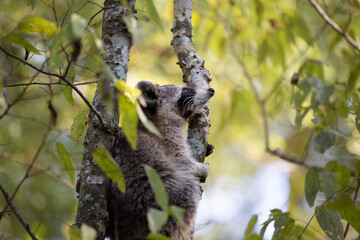 Raccoon Climbing Tree
