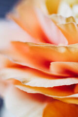 Fototapeta na wymiar Macro de pétales de fleur orangée renoncule - Arrière plan design abstrait pétales de fleur