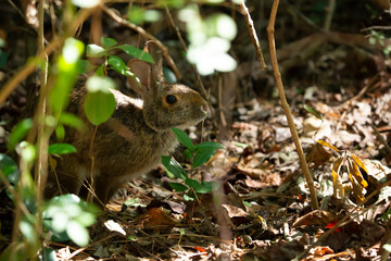 Eastern Cottontail Rabbit