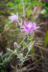 The brown knapweed (lat. Centaurea jacea), of the family Asteraceae.