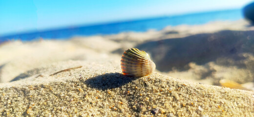 shell on the beach