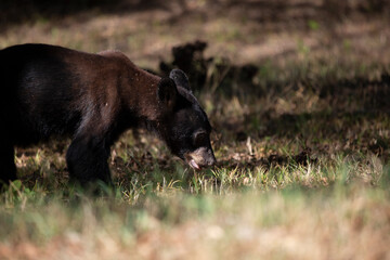 Young Bear Yearling