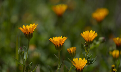 Flora of Gran Canaria -  Calendula arvensis, field marigold natural macro floral background