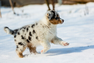 Fototapeta na wymiar Australian shepherd puppy running in fresh snow in the garden.