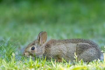 Closeup of an Eastern Cottontail Rabbit early morning on dewy grass in summer, Ottawa, Ontario, Canada