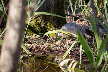 Nine-Banded Armadillo Foraging in the Forest