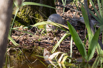 Nine-Banded Armadillo Foraging in the Forest