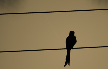 Bird perched on an electric wire.